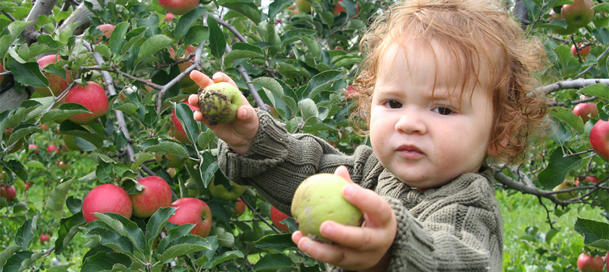 When Common Core Research Makes Apples-to-Apples Comparisons Before the Fruit is Ripe